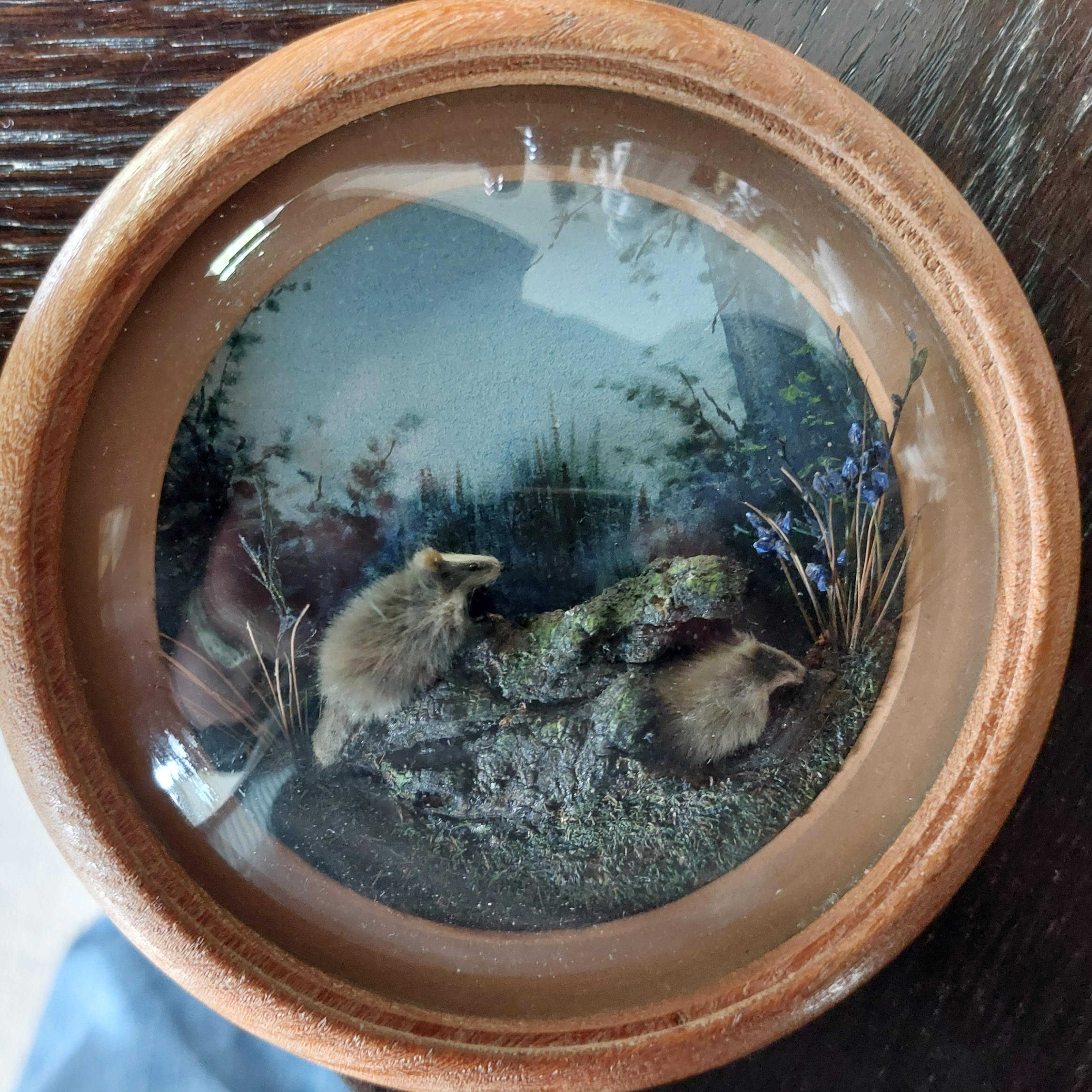 Badgers (Version 2) (5-inch)